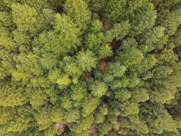 12.3 Acres of Land for Sale in Wolf Creek, Oregon