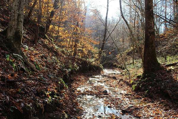 60 Acres of Recreational Land for Sale in Boons Camp, Kentucky
