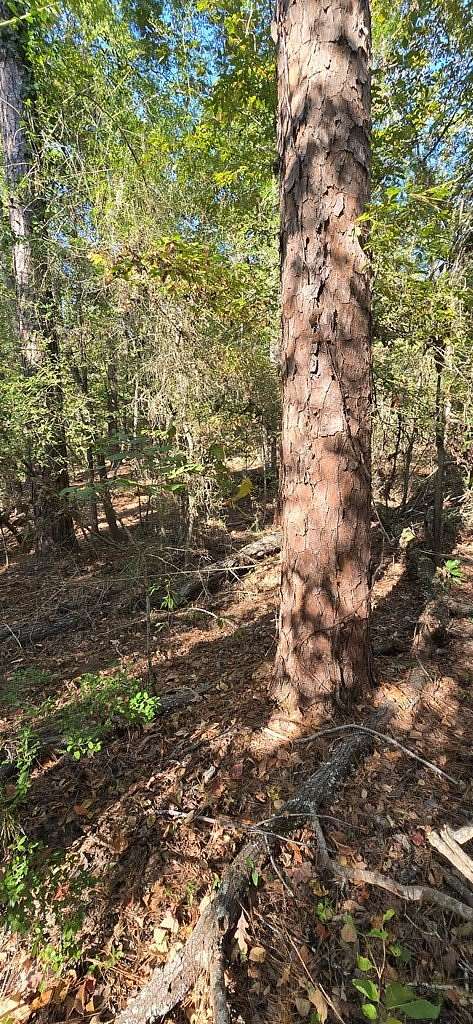 0.19 Acres of Land for Sale in Broaddus, Texas