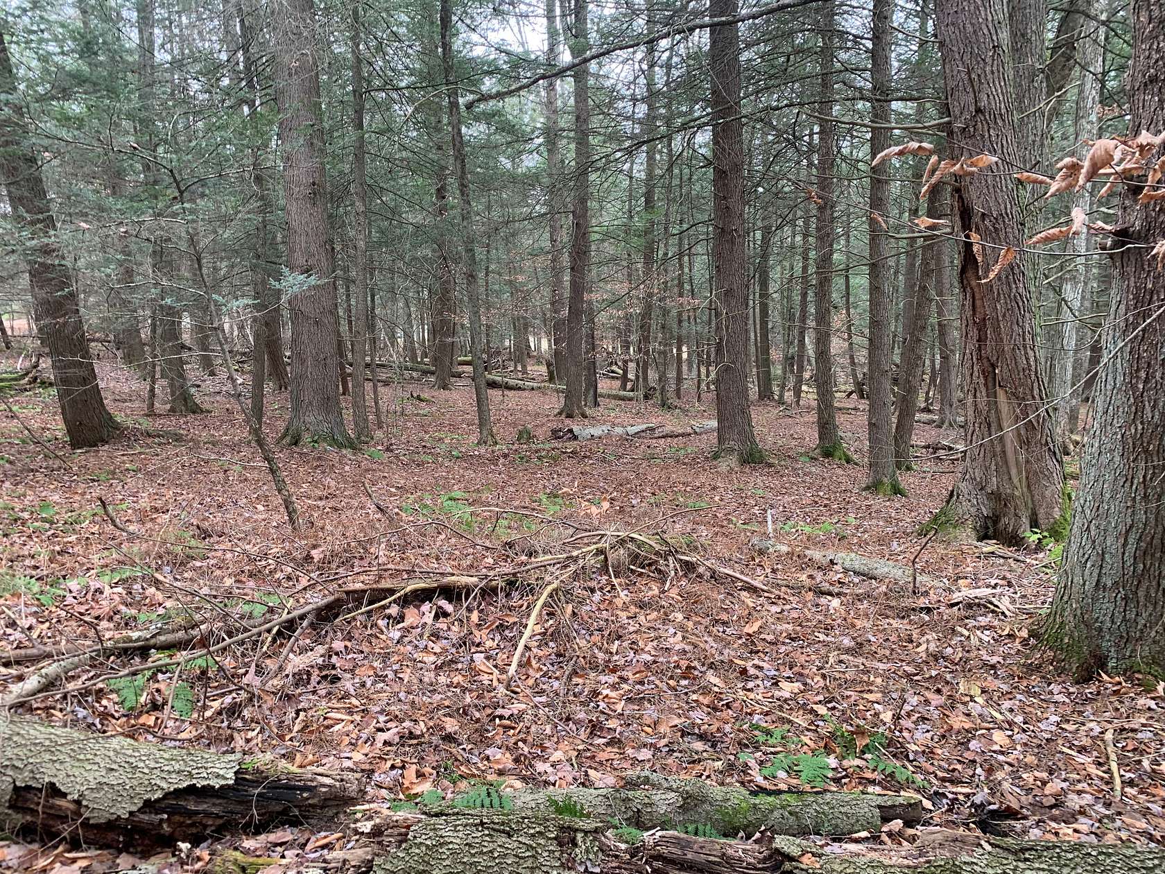 4 Acres of Land for Sale in Liberty, New York