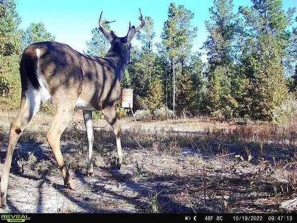 76.8 Acres of Recreational Land for Sale in Sandersville, Georgia