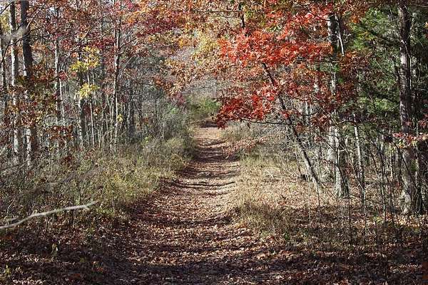 90 Acres of Land for Sale in Garrison, Kentucky