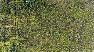 3 Acres of Land for Sale in Mountain View, Hawaii