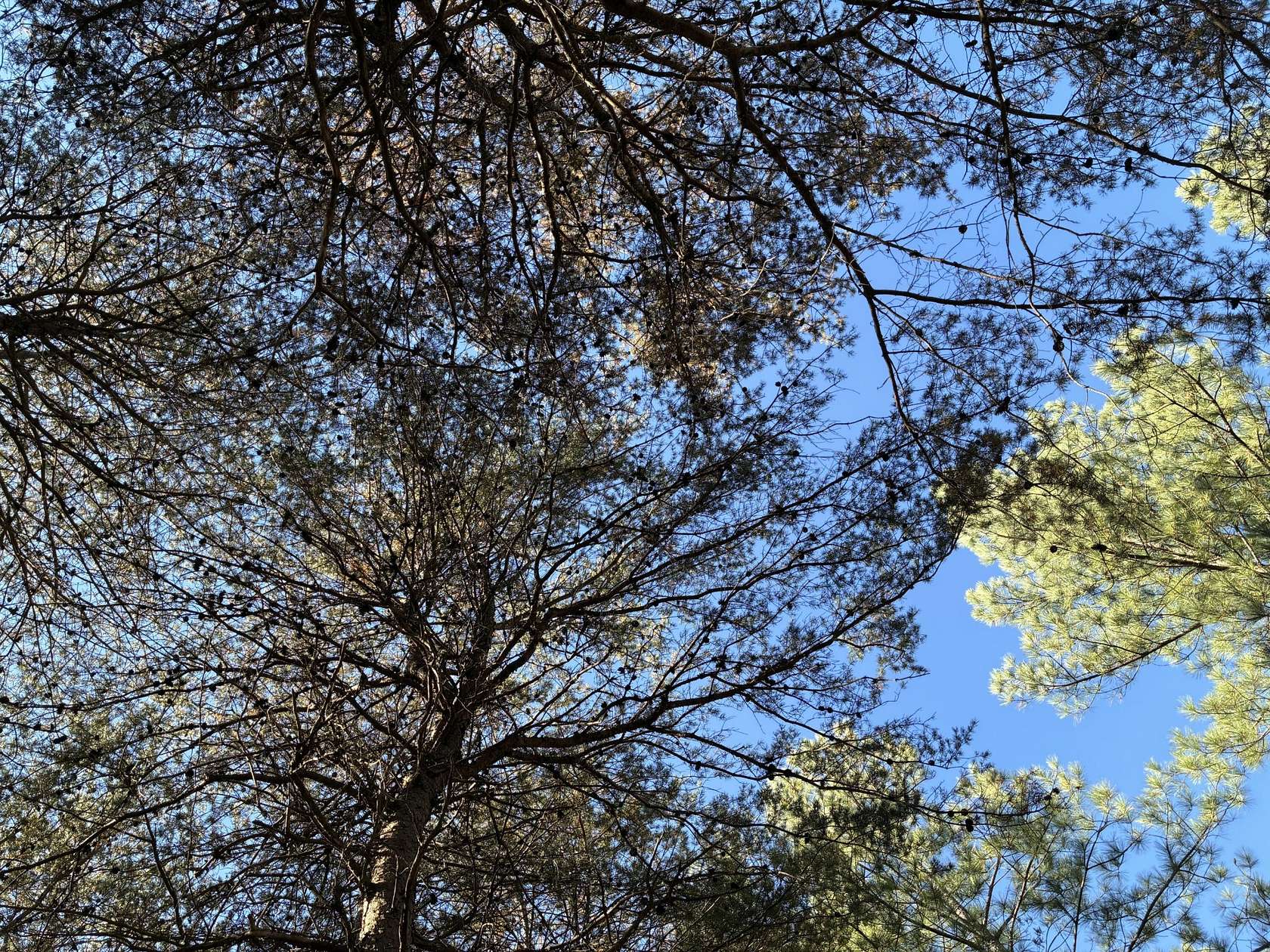 1.39 Acres of Residential Land for Sale in Haletown, Tennessee