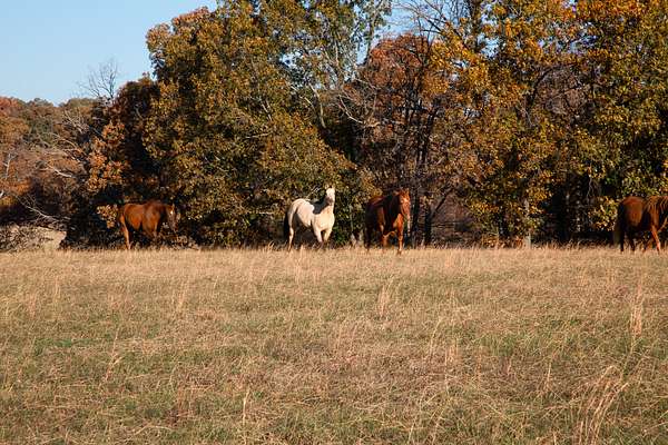 32 Acres of Agricultural Land for Sale in Fairview, Tennessee