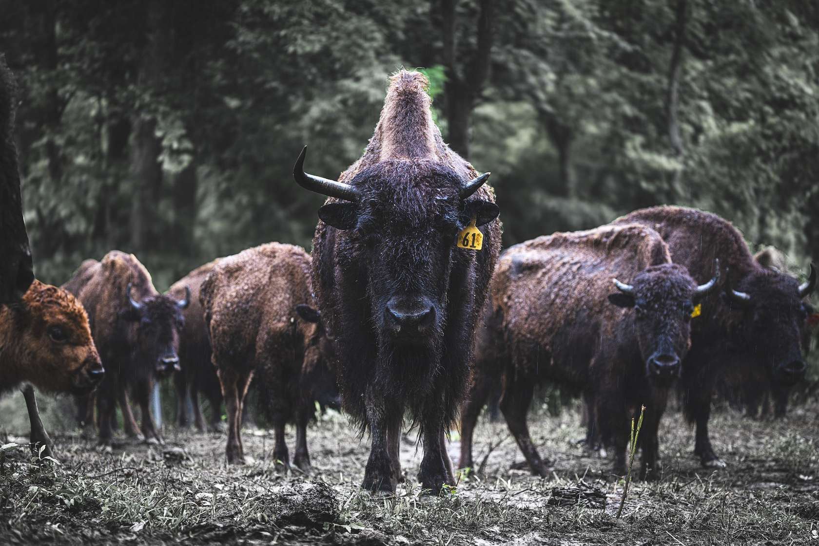 5 Acres of Residential Land with Home for Sale in Joelton, Tennessee