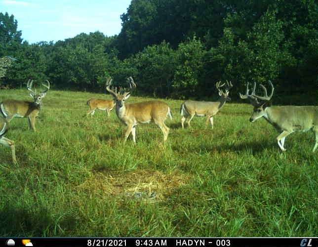 184 Acres of Land for Sale in Jay, Oklahoma