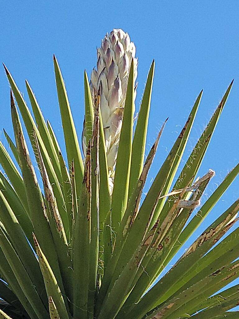 12.9 Acres of Recreational Land for Sale in Terlingua, Texas