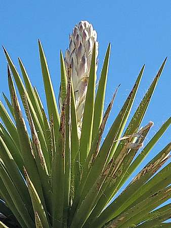 12.9 Acres of Recreational Land for Sale in Terlingua, Texas