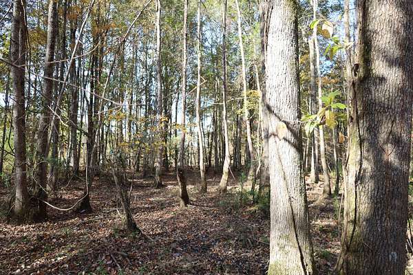 71 Acres of Recreational Land for Sale in Reform, Alabama