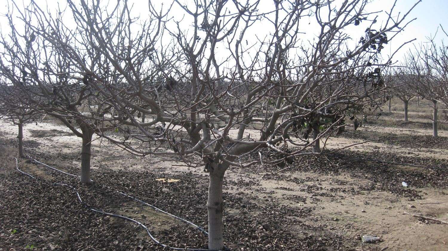 18.8 Acres of Land for Sale in Dinuba, California