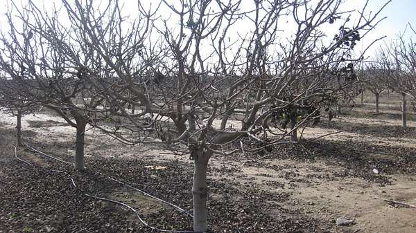 18.8 Acres of Land for Sale in Dinuba, California