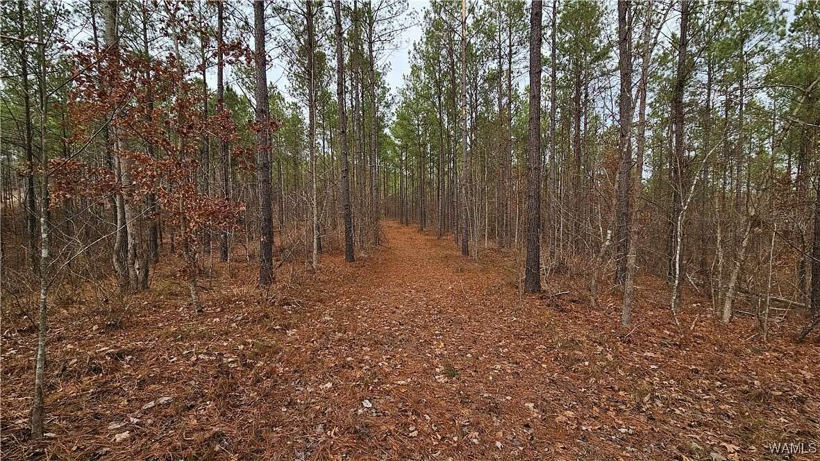 14.1 Acres of Land for Sale in Cottondale, Alabama
