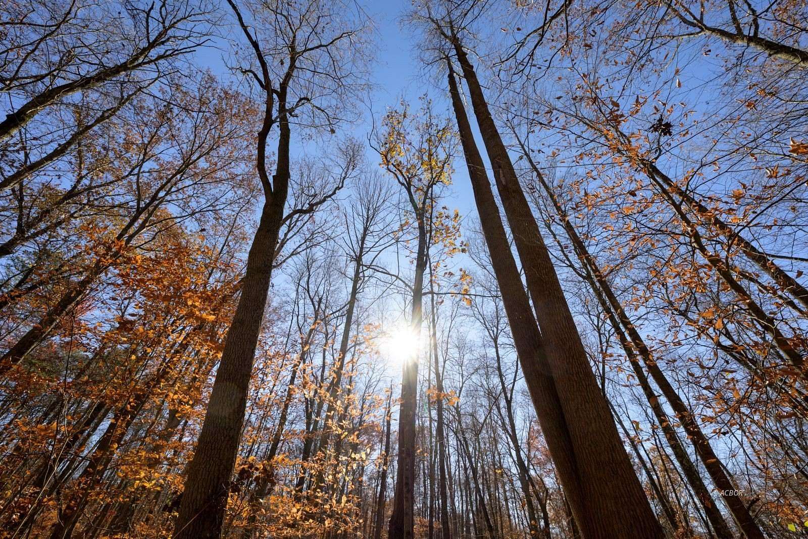 24.8 Acres of Recreational Land for Sale in Racine, Ohio