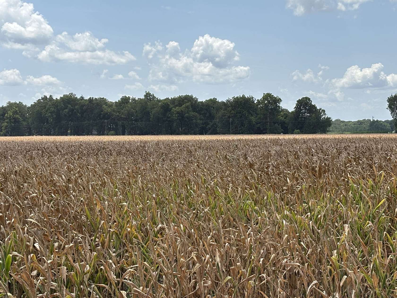 125 Acres of Agricultural Land for Sale in Newellton, Louisiana