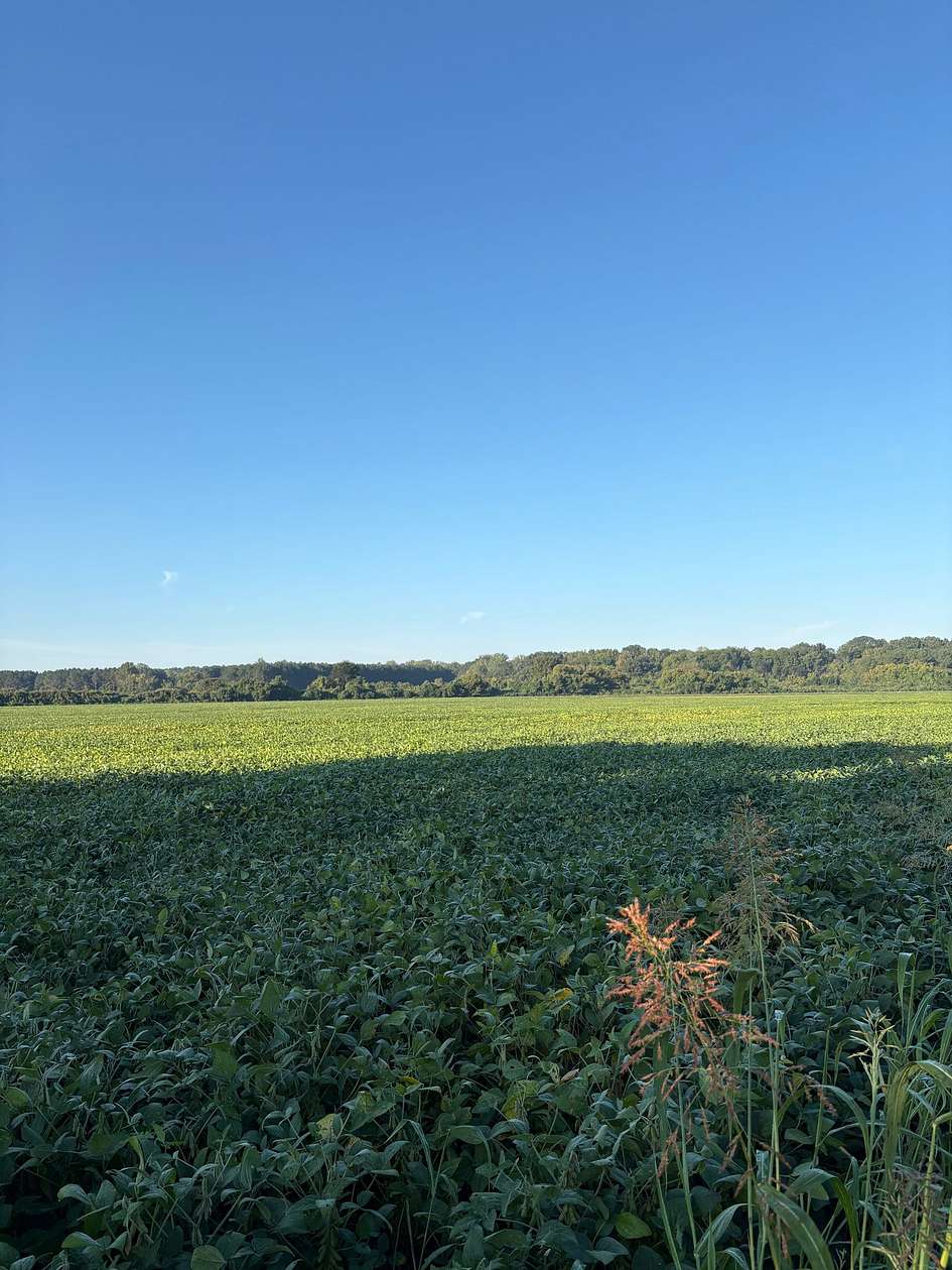 75 Acres of Agricultural Land for Sale in Ecru, Mississippi