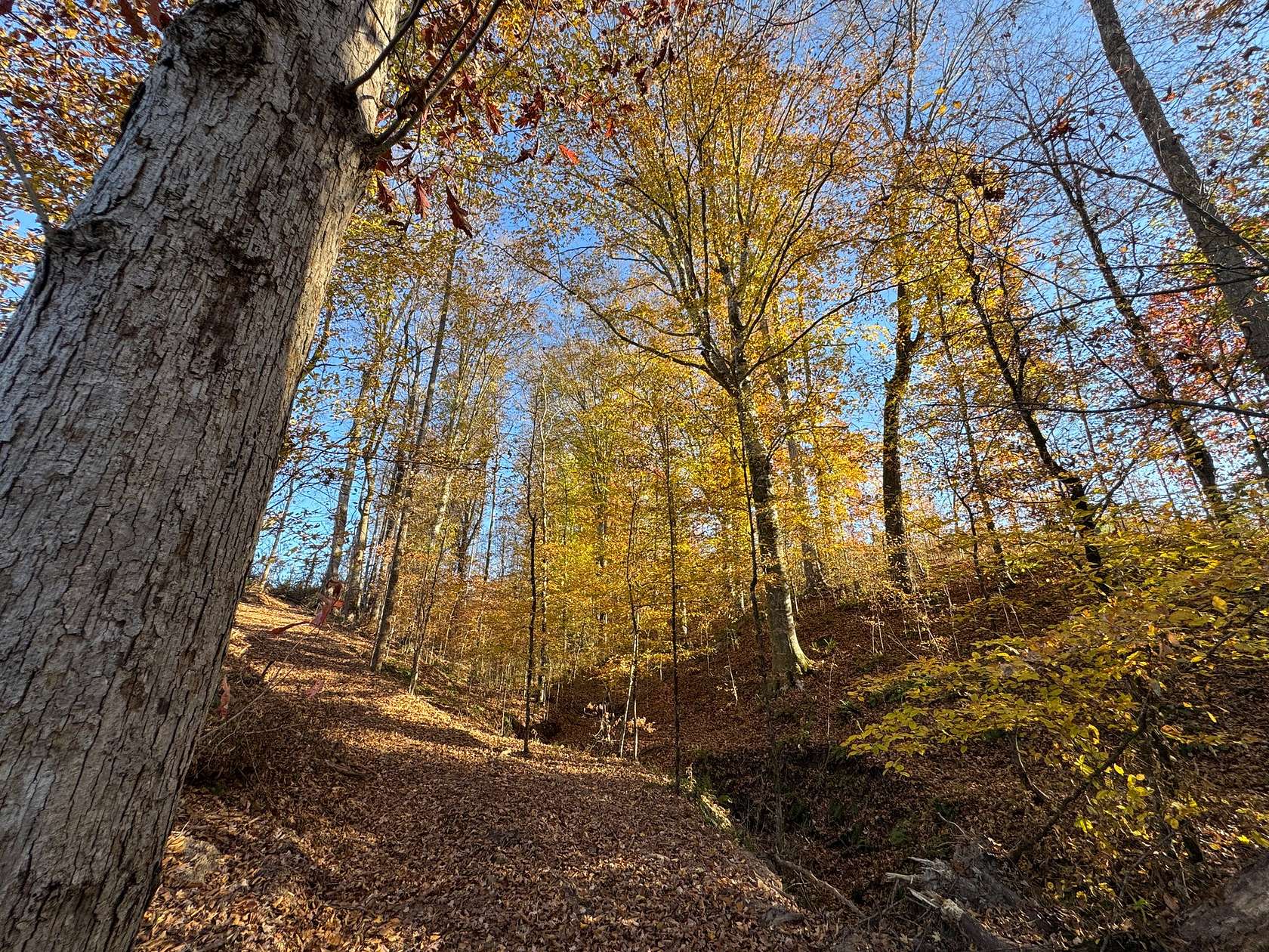 21 Acres of Recreational & Residential Land for Sale in Daviston, Alabama