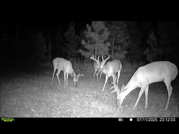 11.5 Acres of Land for Sale in Climax, Georgia