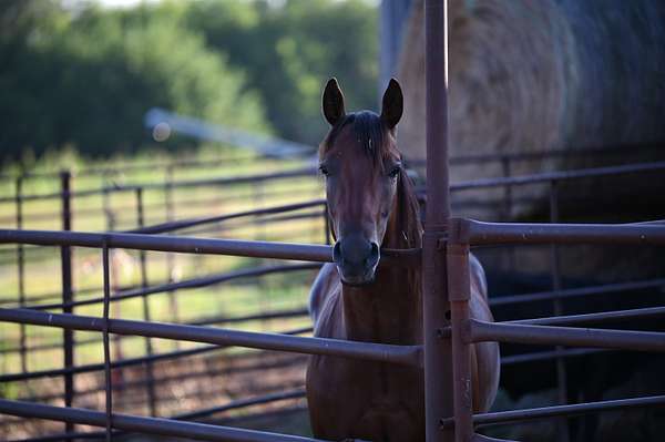 86.7 Acres of Agricultural Land for Sale in Milo, Missouri