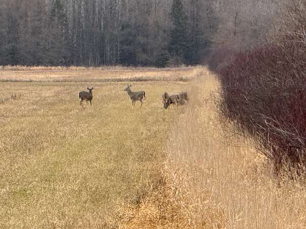 79.1 Acres of Land for Sale in Pickford, Michigan