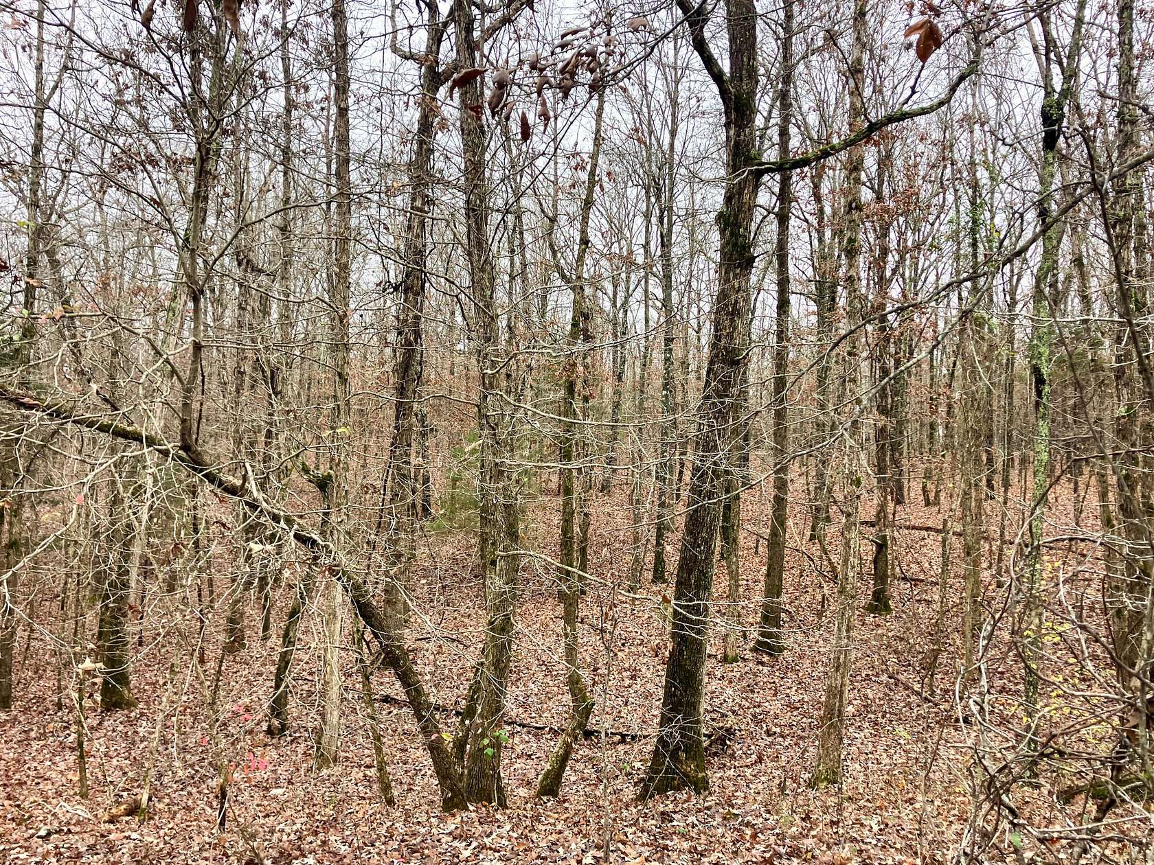 69 Acres of Recreational Land for Sale in Tecumseh, Missouri