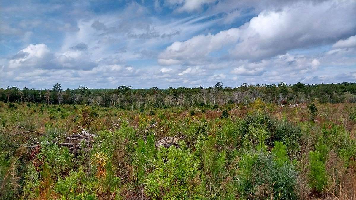 99.1 Acres of Land for Sale in Woodville, Texas