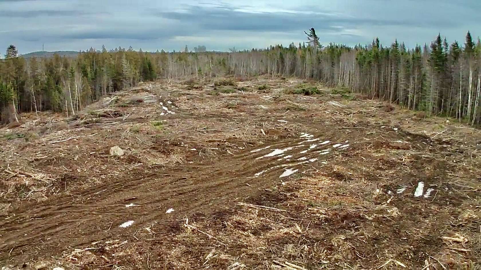 30.4 Acres of Land for Sale in Whiting, Maine