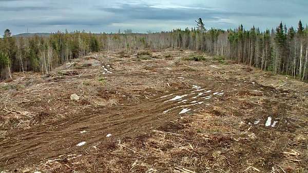 30.4 Acres of Land for Sale in Whiting, Maine