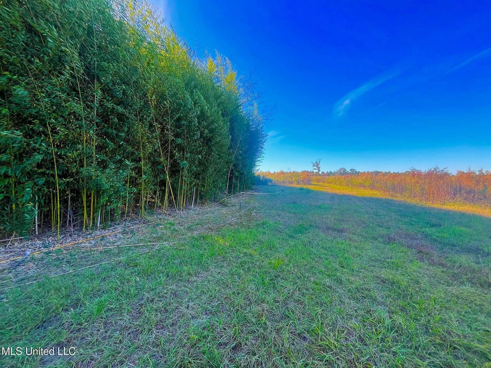 76.5 Acres of Land for Sale in Sandy Hook, Mississippi