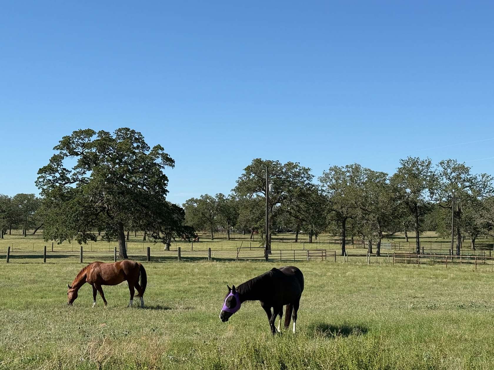4.8 Acres of Land for Sale in Stockdale, Texas
