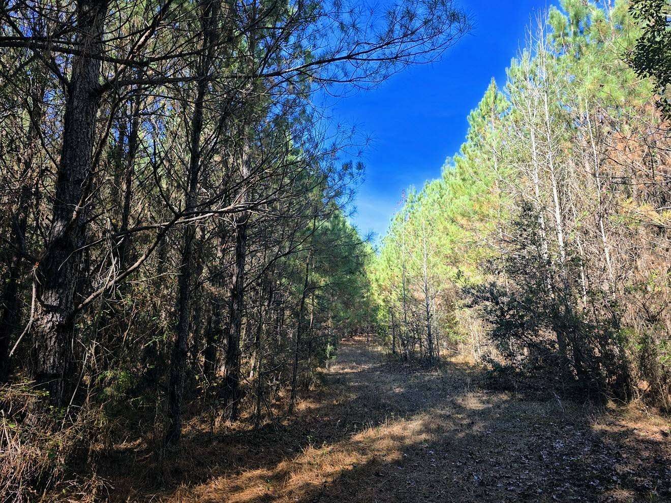 130 Acres of Recreational & Residential Land for Sale in Marion, Alabama
