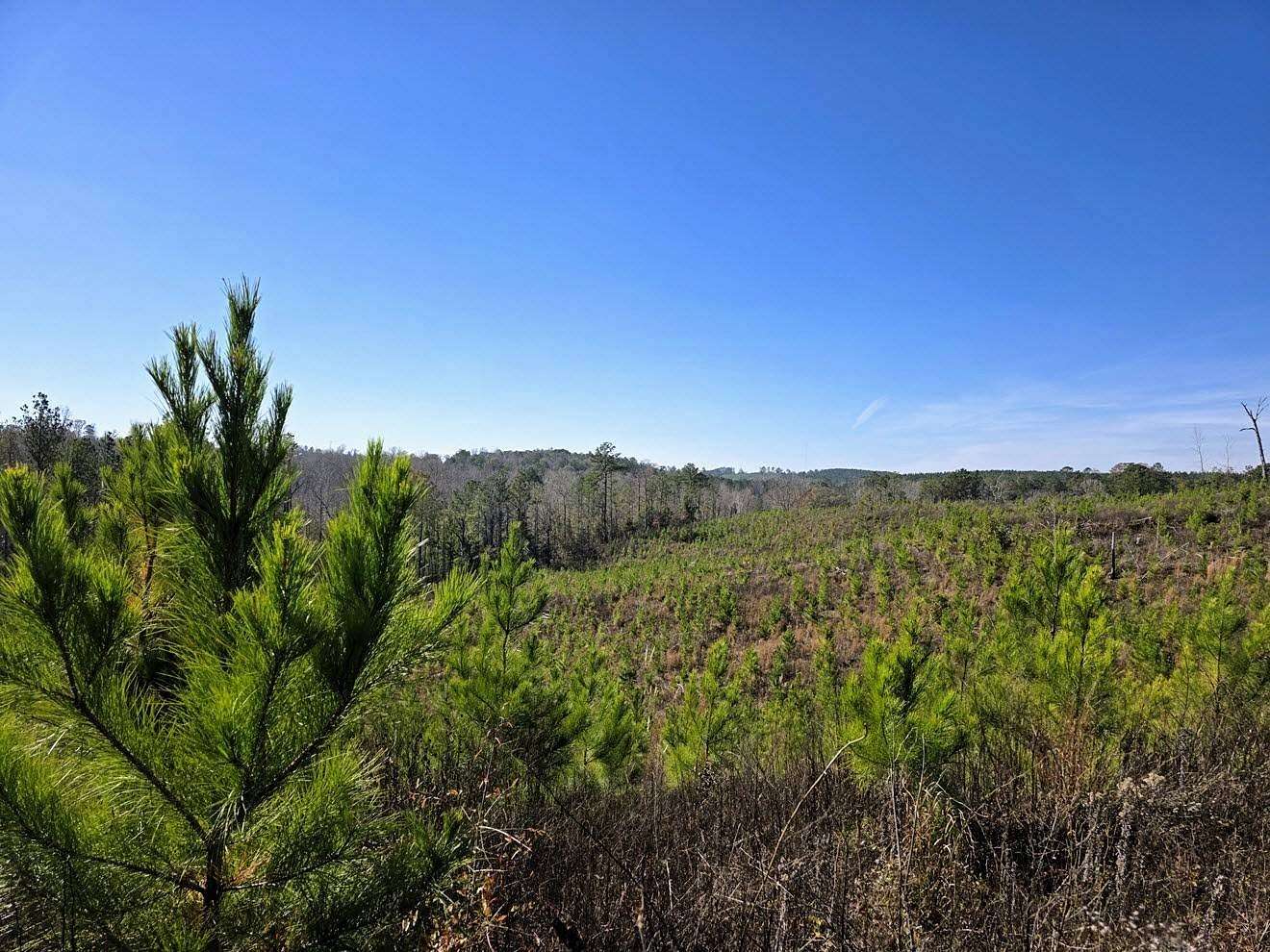 320 Acres of Recreational Land for Sale in Marion, Alabama