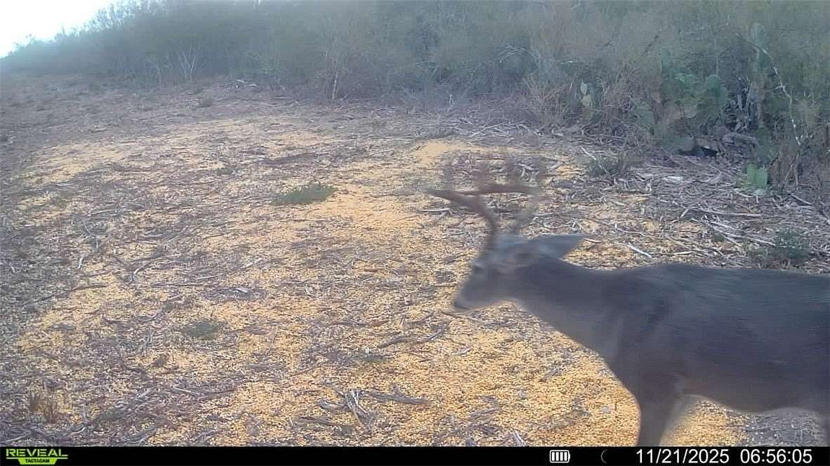 40 Acres of Recreational Land for Sale in Fowlerton, Texas