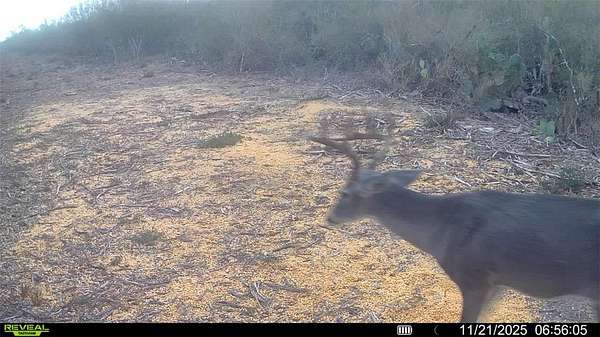 40 Acres of Recreational Land for Sale in Fowlerton, Texas