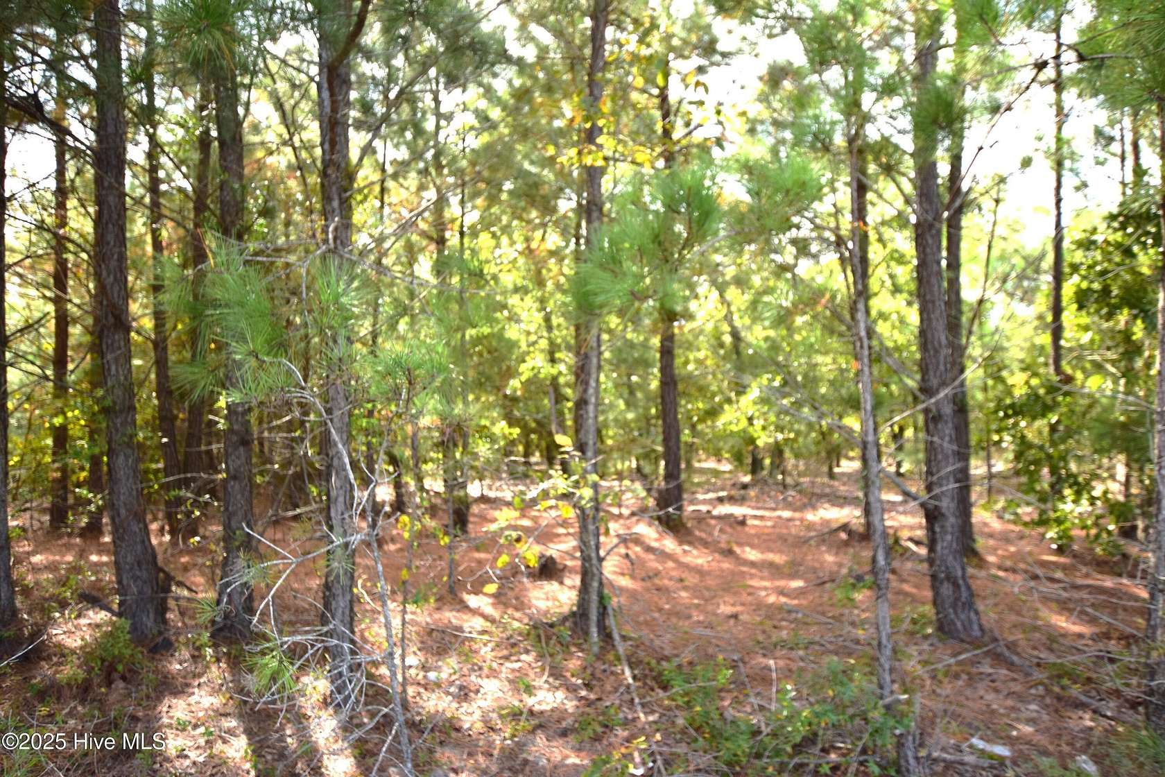 16 Acres of Land for Sale in Jackson Springs, North Carolina