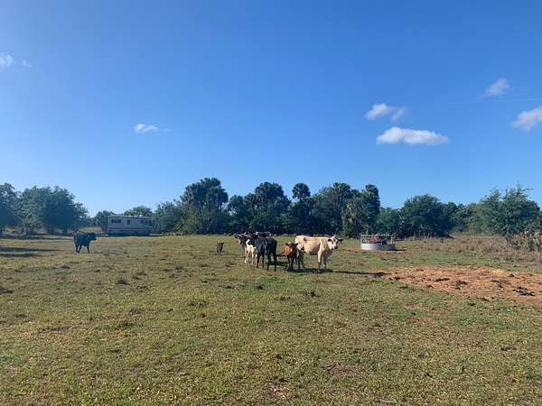 20 Acres of Agricultural Land for Sale in Okeechobee, Florida