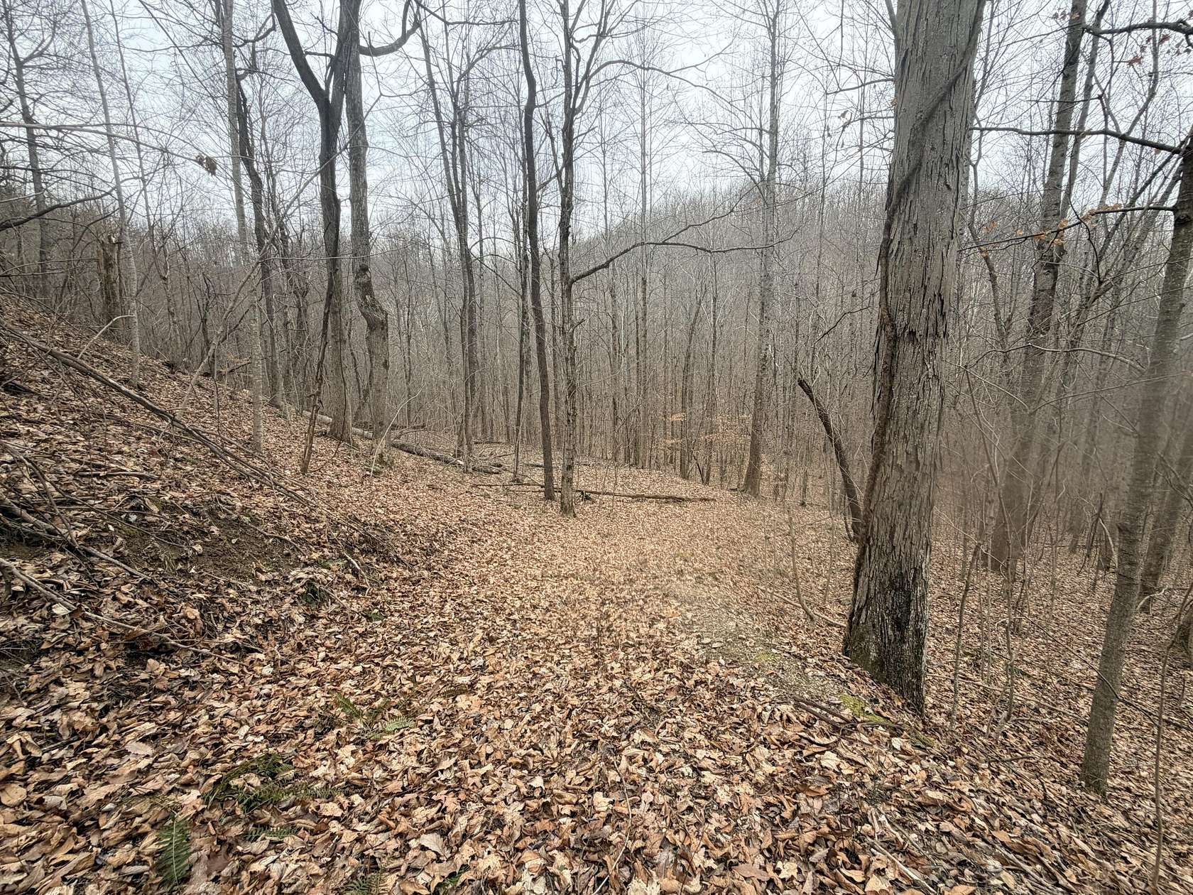 20 Acres of Recreational Land for Sale in Stanford, Kentucky