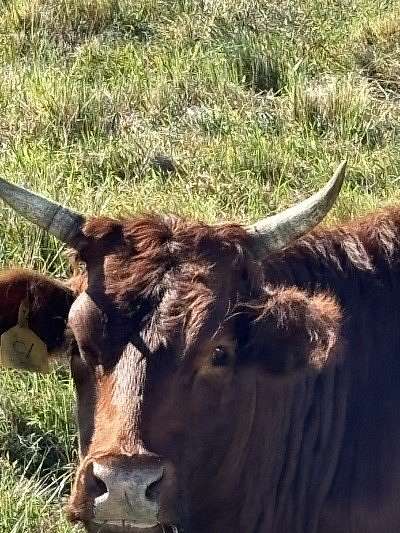 125 Acres of Recreational Land with Home for Sale in Fort Pierce, Florida