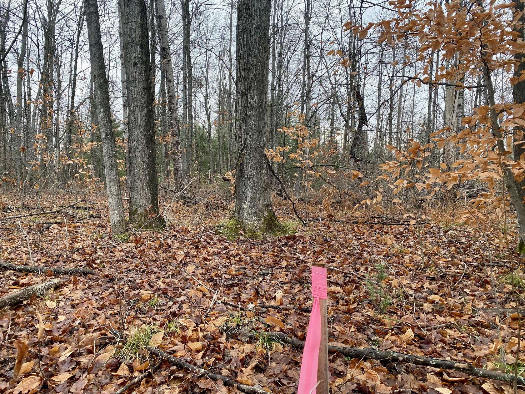 10 Acres of Recreational Land for Sale in Johannesburg, Michigan