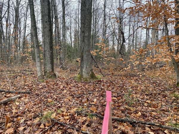 10 Acres of Recreational Land for Sale in Johannesburg, Michigan