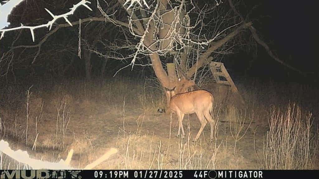 11.6 Acres of Recreational Land for Sale in Dawson, Texas