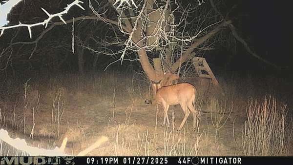 11.6 Acres of Recreational Land for Sale in Dawson, Texas