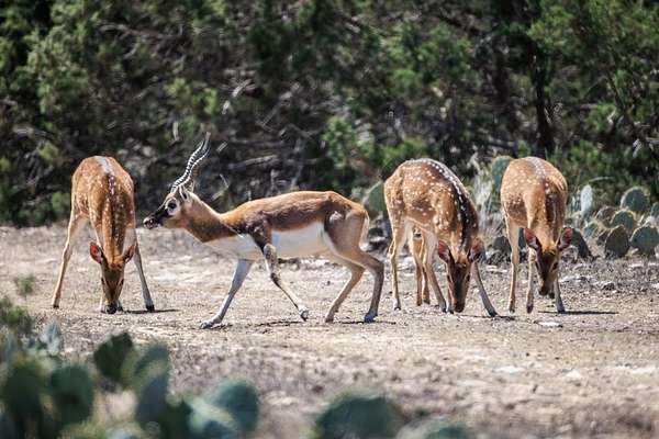 153 Acres of Recreational Land & Farm for Sale in Rocksprings, Texas