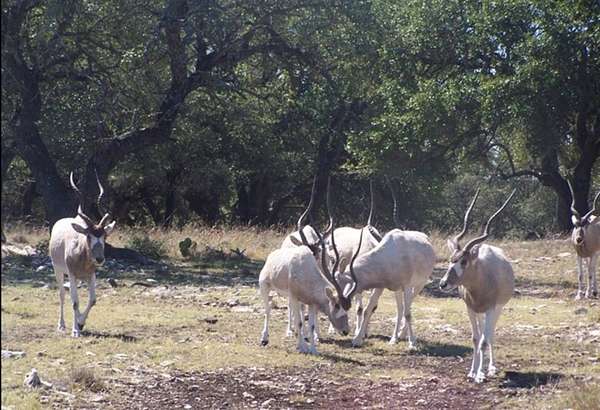 153 Acres of Recreational Land for Sale in Rocksprings, Texas