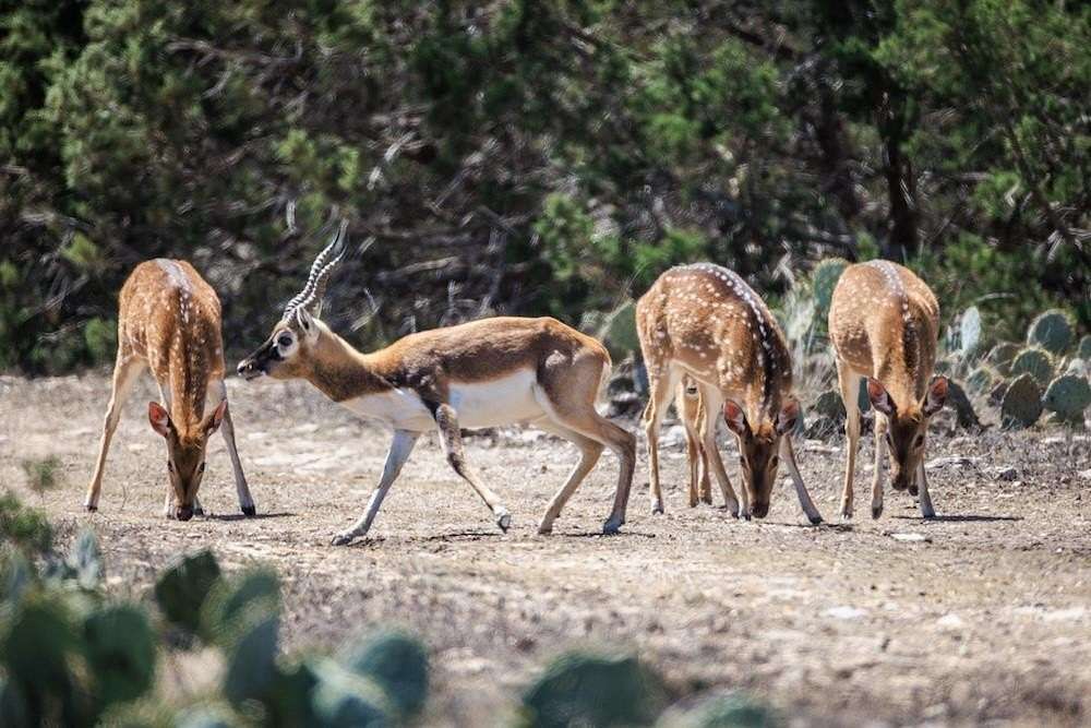 378 Acres of Land for Sale in Rocksprings, Texas