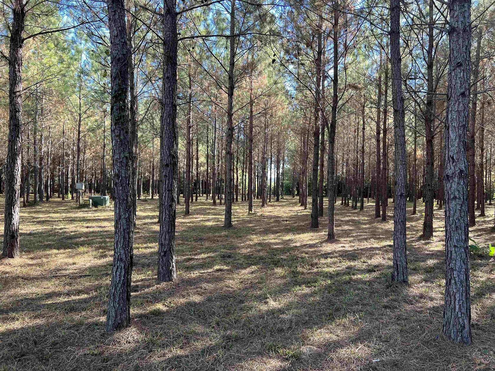10 Acres of Residential Land for Sale in Greensboro, Florida
