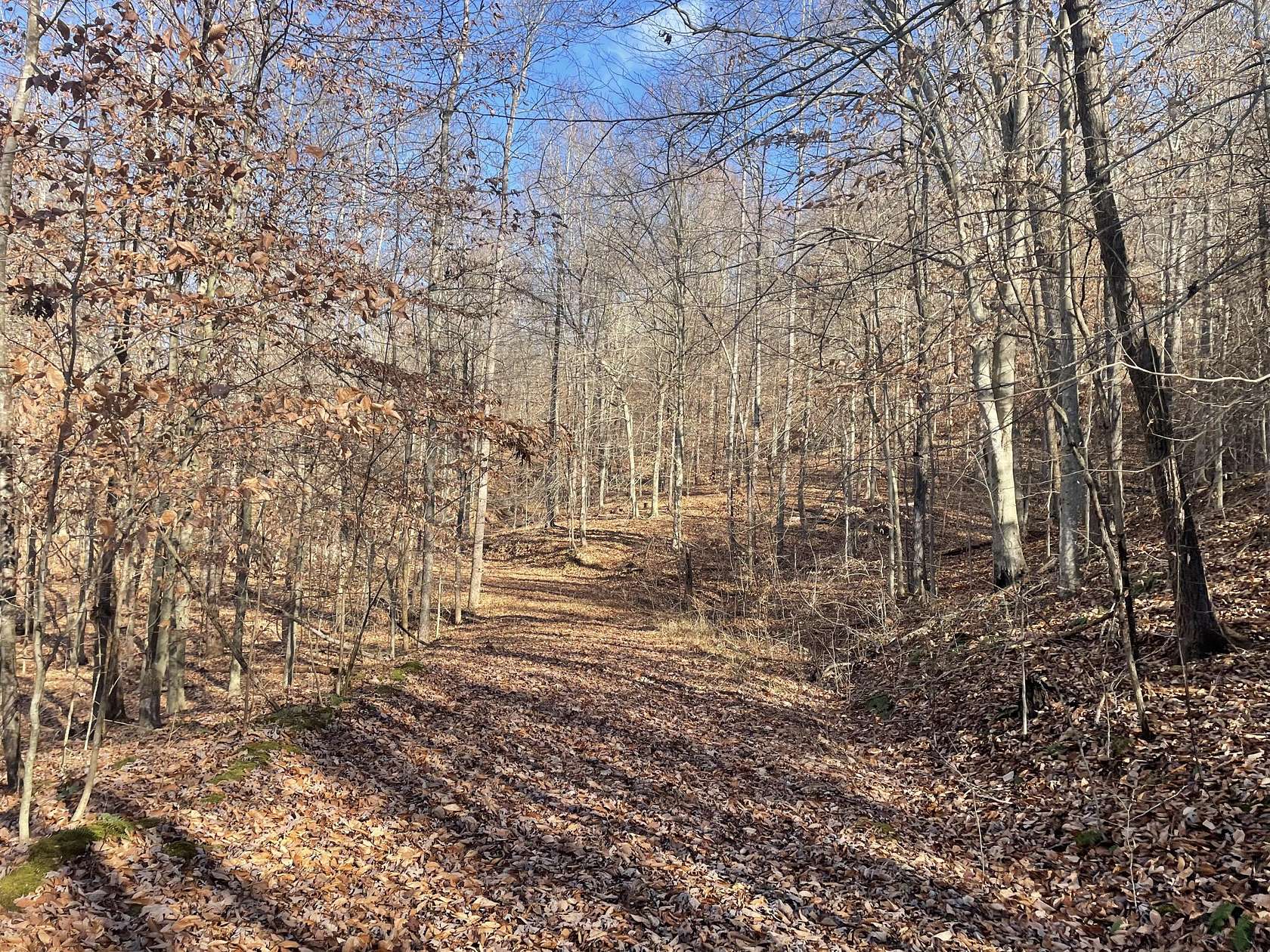 81.2 Acres of Recreational Land for Sale in Wallingford, Kentucky