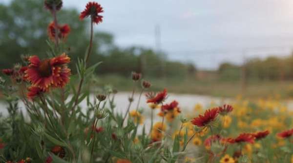 60 Acres of Recreational Land & Farm for Sale in Mullin, Texas