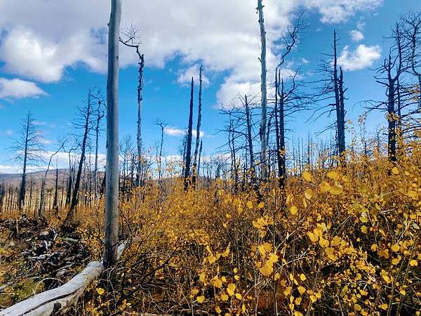 1 Acre of Land for Sale in Fort Garland, Colorado