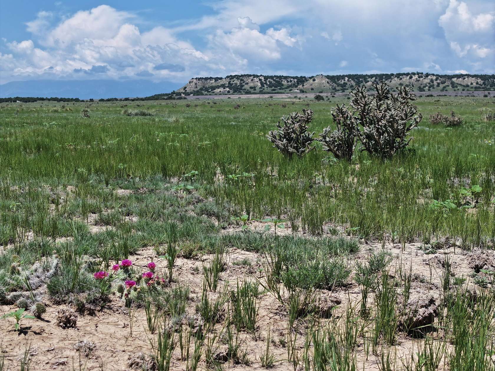 35 Acres of Land for Sale in Avondale, Colorado